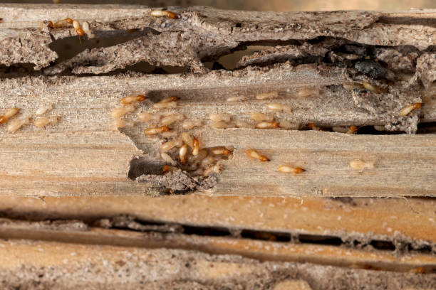 Flea Control Services in Palermo, NJ